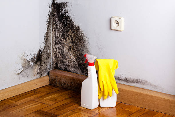 Best White Mold Remediation in Seaside Heights, NJ